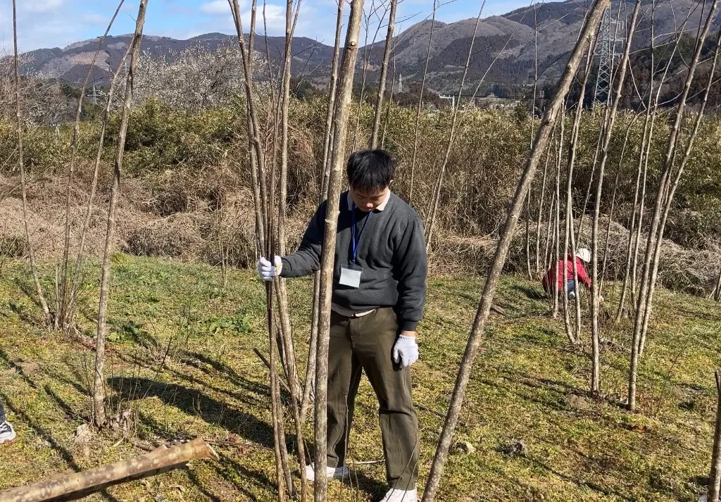 Sicun harvesting kozo